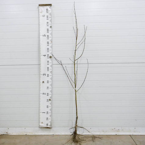 Nektarinka Flatryna – sazenice s holým kořenem