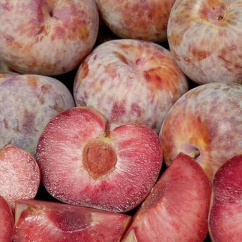 Plum-Morel Plumcot START PACK ®