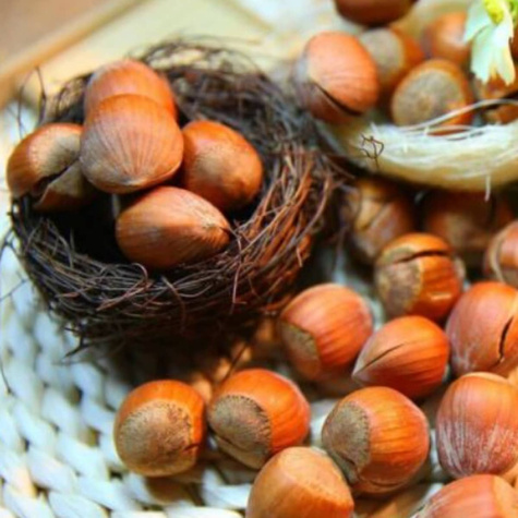 Líska Barcelonská – sazenice s holým kořenem