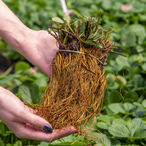 10 ks. Sazenice jahodníku Honeoye, velmi rané