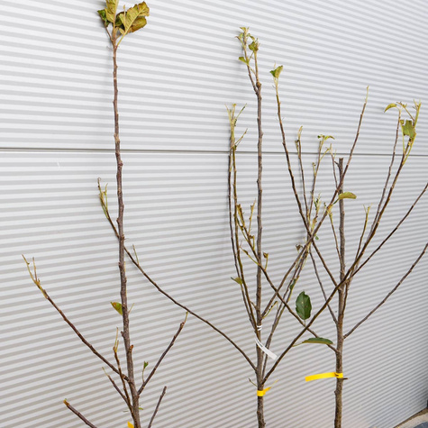 Jabloň Elstar – sazenice s holým kořenem