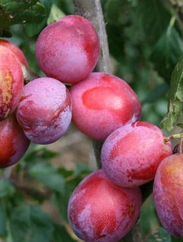 Švestka Opal – sazenice s holým kořenem