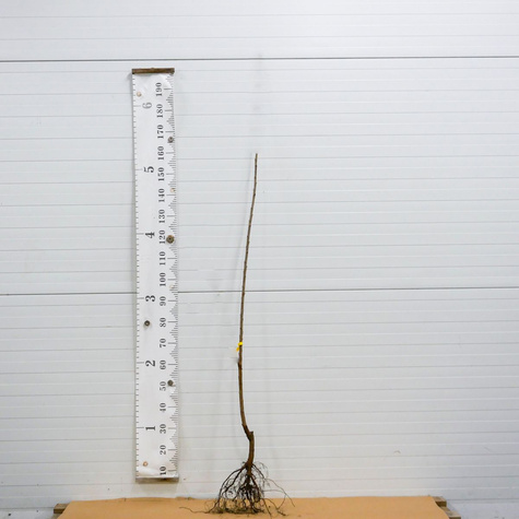 Třešeň zakrslá Vega (GISELA5) – sazenice s holým kořenem