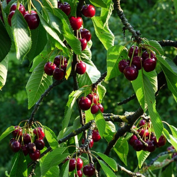 Višeň Kelleris 16 – sazenice s holým kořenem