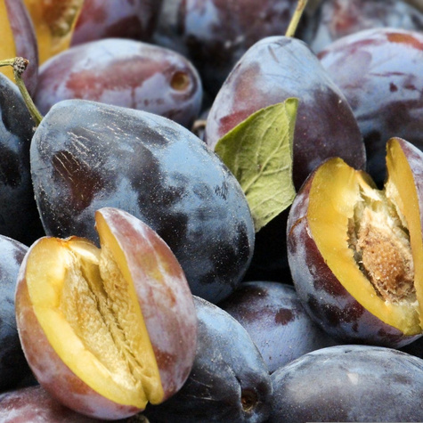 Švestka Wegierka Wangenheima – sazenice s holým kořenem