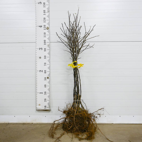 Jabloň Jonagored – sazenice s holým kořenem