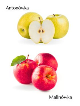 Duo Jabloň Antonovka + Malinovka – sazenice s holým kořenem