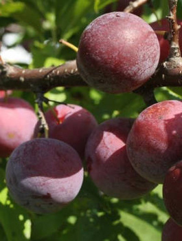 Švestka japonská Angelo – sazenice s holým kořenem