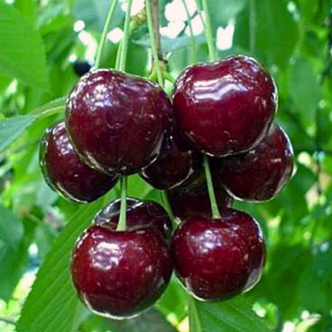 Třešeň Regina – sazenice s holým kořenem