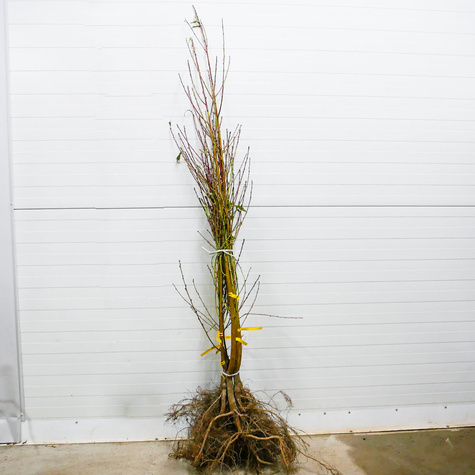 Broskvoň Redhaven – sazenice s holým kořenem