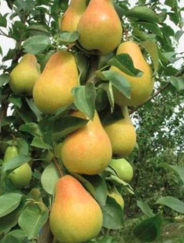 Hrušeň sloupovitá Saphira – sazenice s holým kořenem