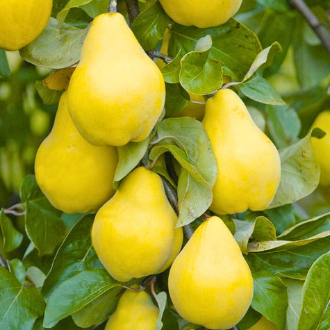 Startovací balení hrušek kdoulí