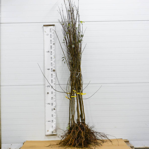 Švestkomeruňka Dapple Dandy – sazenice s holým kořenem