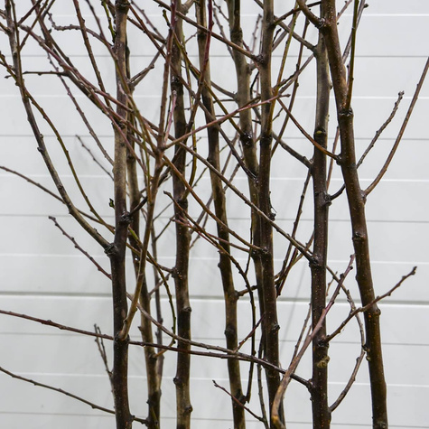 Švestka Jojo – sazenice s holým kořenem