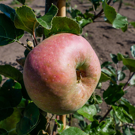 Jabloň Kronselská – sazenice s holým kořenem