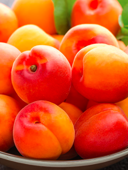 Meruňka sloupovitá Compacta – sazenice s holým kořenem