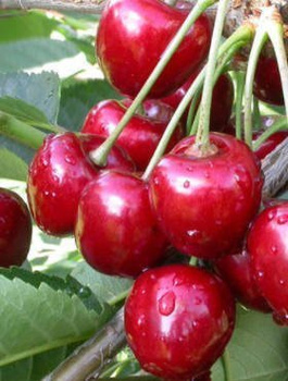 Višeň Szklanka Polská – sazenice s holým kořenem