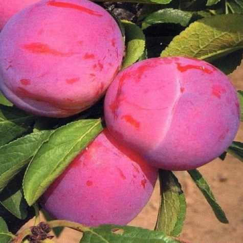 Plumérie Jeruzalémská broskev Rebarbora START PACK ®