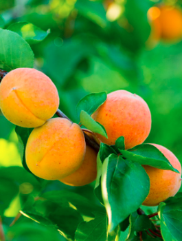 Meruňka zakrslá Aprigold — sazenice s holým kořenem