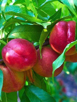 Nektarinka Fantasia – sazenice s holým kořenem