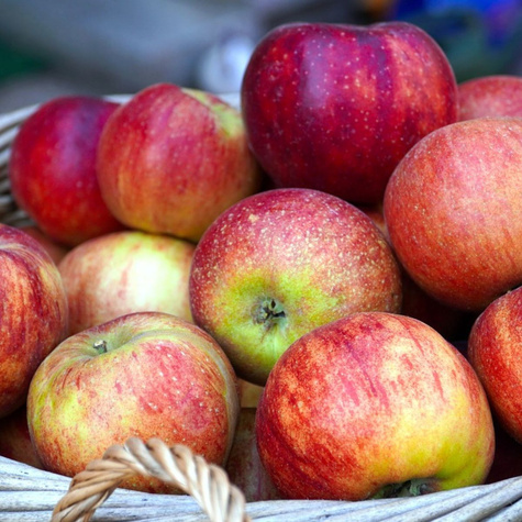 Jabloň Lobo – sazenice s holým kořenem