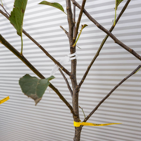 Jabloň Elstar – sazenice s holým kořenem