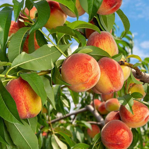 Reliance peach START PACK