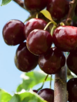 Třešeň sloupovitá Victoria – sazenice s holým kořenem