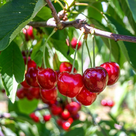 Višeň Łutówka – sazenice s holým kořenem