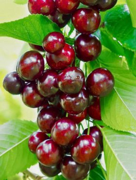 Třešeň sloupovitá Helena – sazenice s holým kořenem