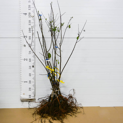 Švestka japonská Kometa – sazenice s holým kořenem