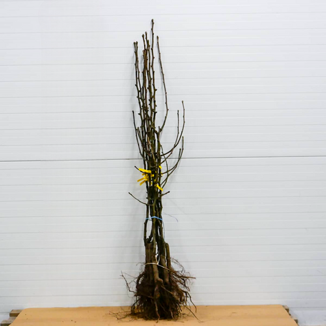 Asijská hrušeň Chojuro – sazenice s holým kořenem