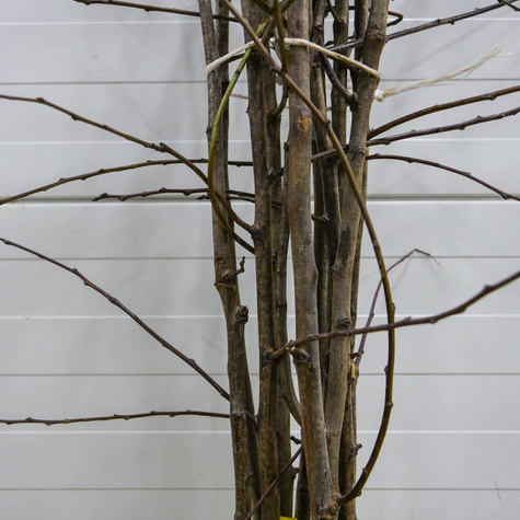 Švestka Stanley – sazenice s holým kořenem