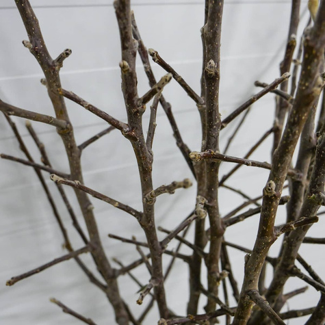 Jabloň Gloster – sazenice s holým kořenem