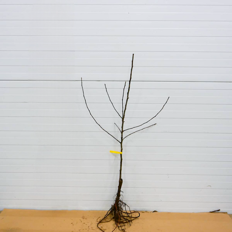 Jabloň Gloster – sazenice s holým kořenem