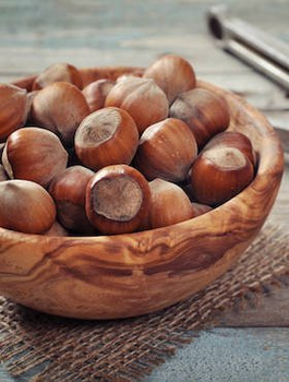 Líska Barcelonská – sazenice s holým kořenem