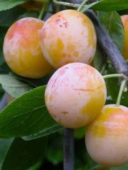 Švestka Mirabelka nancyská – sazenice s holým kořenem