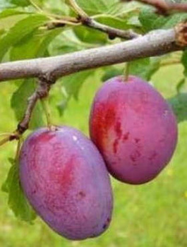 Švestka Čačanská Rana – sazenice s holým kořenem