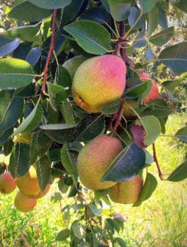 Hrušeň Santa Maria – sazenice s holým kořenem