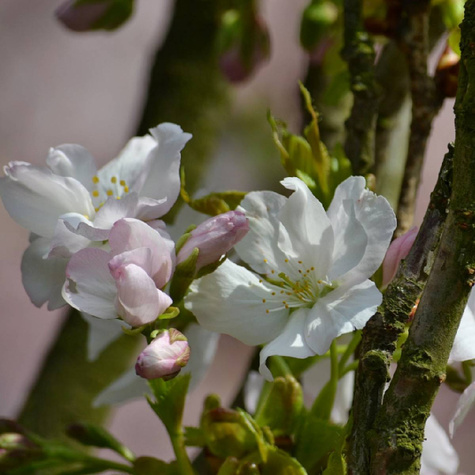 Višeň Groniasta (Hroznovitá) z UJF – sazenice s holým kořenem