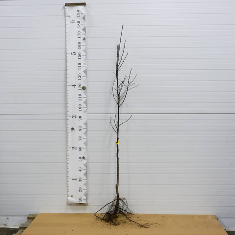 Švestka Stanley – sazenice s holým kořenem