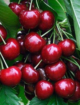 Třešeň Schneidera – sazenice s holým kořenem