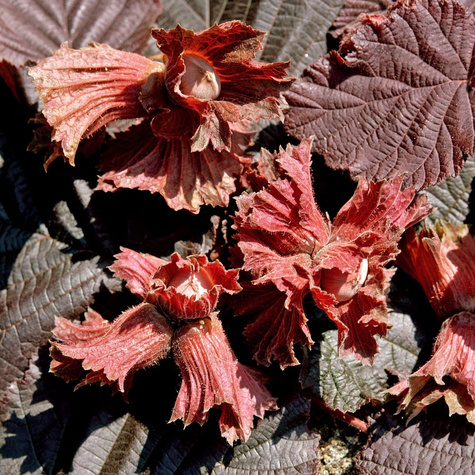 Líska Varšavský červený – sazenice s holým kořenem