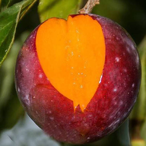 Japonská švestka Casselman START PACK ® Mrazuvzdorný