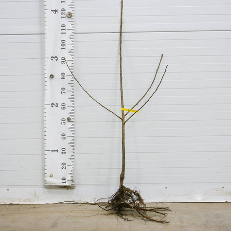 Třešeň Siestronka – sazenice s holým kořenem