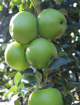 Jabloň sloupovitá Green Cats — sazenice s holým kořenem
