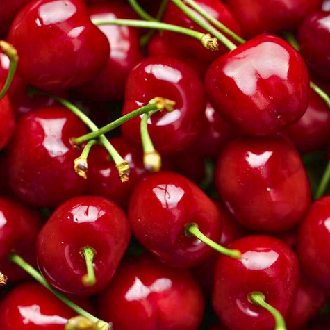 Třešeň zakrslá Summit – sazenice s holým kořenem