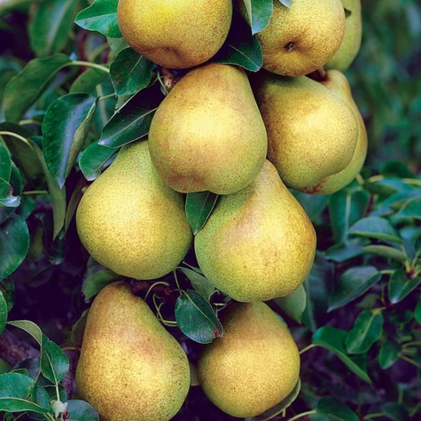 Hrušeň zakrslá Sunrise — sazenice s holými kořeny