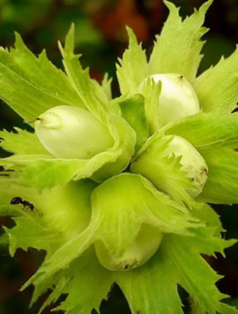 Líska Joanna – sazenice s holým kořenem