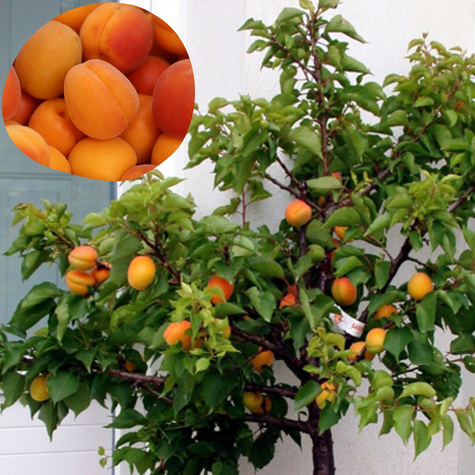 Meruňka zakrslá Aprigold — sazenice s holým kořenem